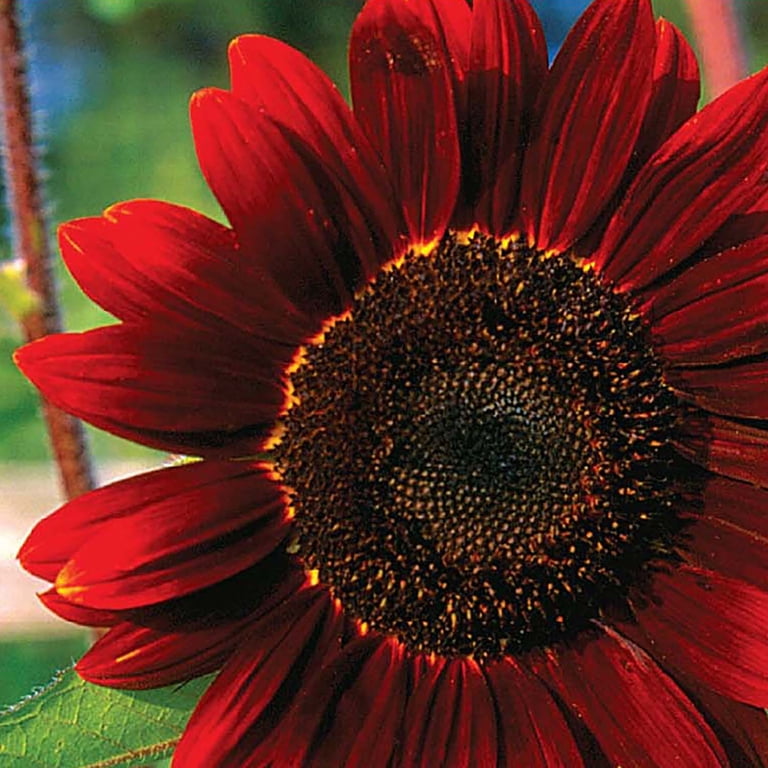 Ferry-Morse 480MG Sunflower Velvet Queen Annual Flower Seeds, Full