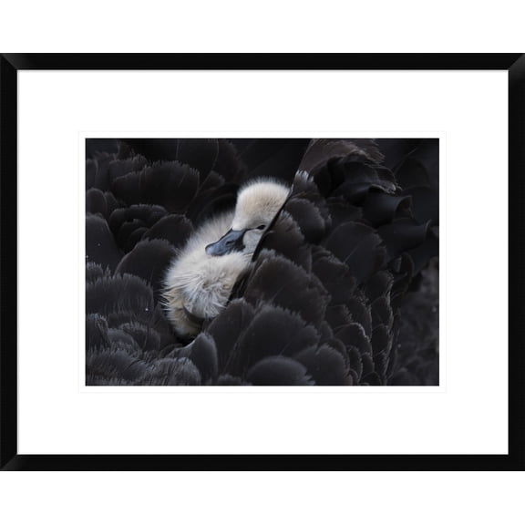 Global Gallery C.S. Tjandra 'Pickaback' Framed Wall Art