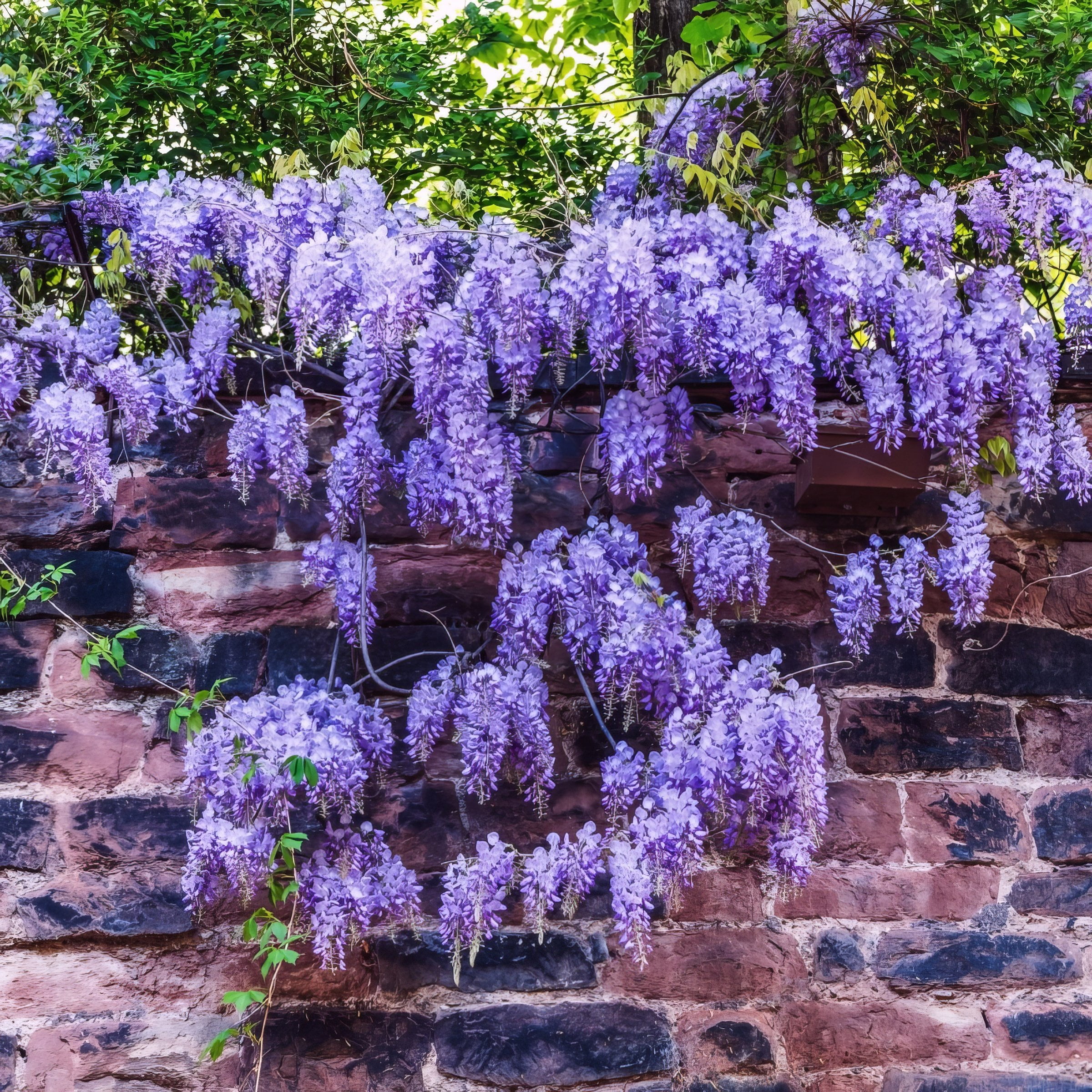 National Plant Network 3 gal. Wisteria Amethyst Falls Perennial Plant