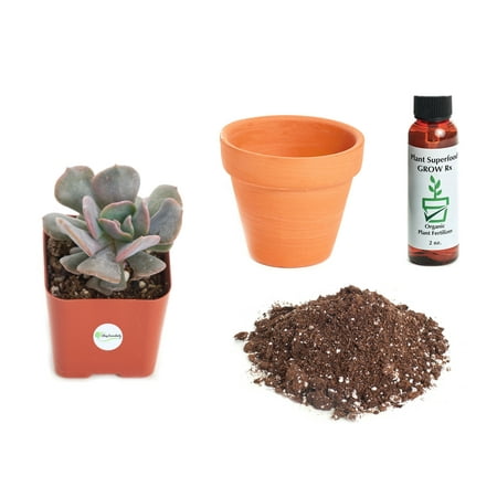Echeveria Plant - Shop Succulents Echeveria 'Cubic Frost' 2In Plant Kit