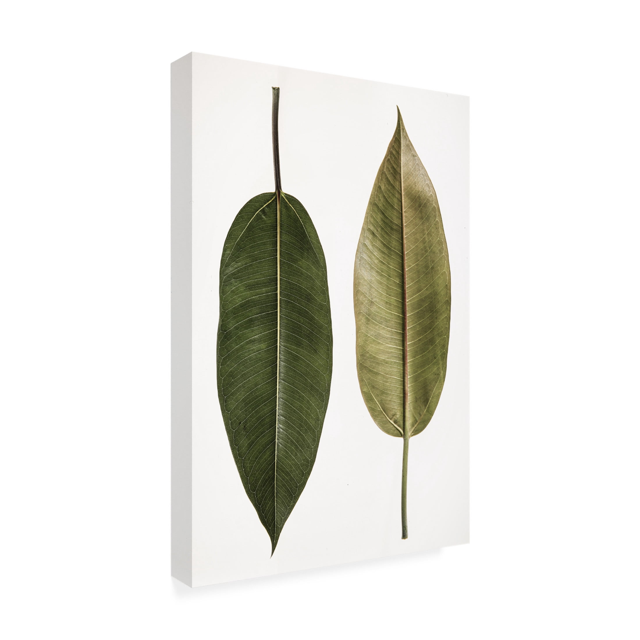 Trademark Fine Art Shot by Clint Leaf Study 05 Canvas Wall Art