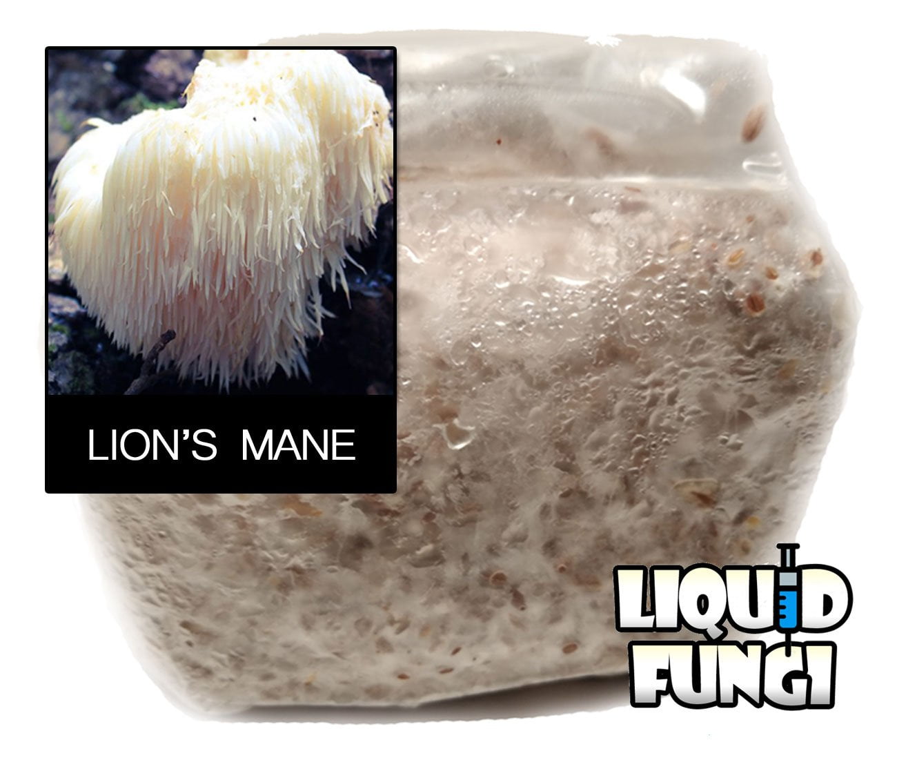 Lions Mane Mushroom Spawn (1qt.)