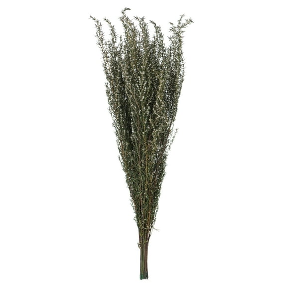 Vickerman 22-26" Natural White Grabia, 5-6 oz Bundle, Preserved
