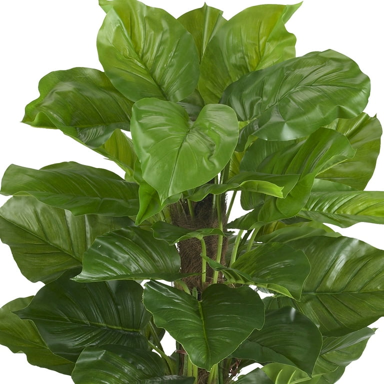 philodendron white king Philodendron 'White Knight' – Carnivero main image 0