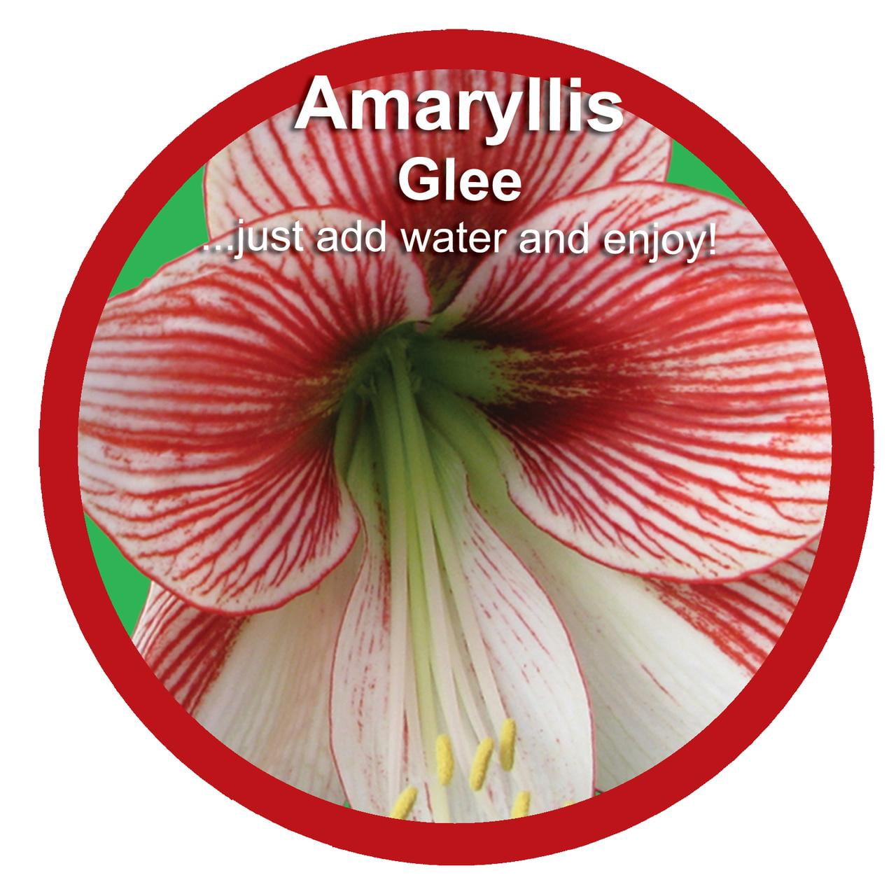 EuroBlooms Amaryllis Glee in 6-Inch Red Pot with White Ruby Red Veining - Live Decorative Plant