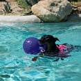thumbnail image 3 of Jolly Pets Tug-N-Toss Dog Toy, 3 of 3