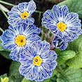 QAUZUY GARDEN 100 Rare OIF8 Primrose Seeds Rare Color, Unique Blooms