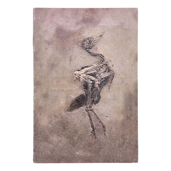 De Kulture Handmade Bird Fossil Artwork Notebook Diary 140 Pages, 125 GSM