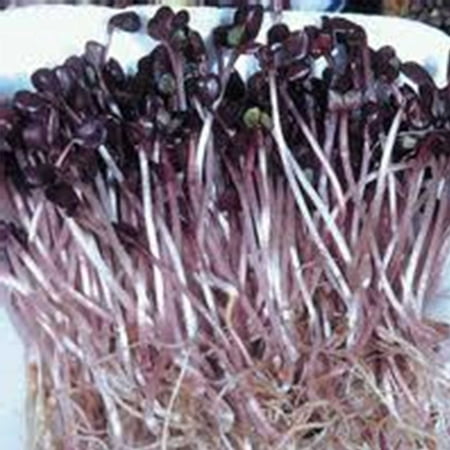 Sango Purple Radish Microgreens Seeds - 1 Oz - Purple Leaves - Non-GMO Sprouting and Microgreen Seed