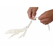 Axis Scientific Hand Skeleton Loosely Threaded - Right