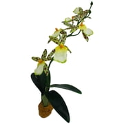 Komodo Silk Orchid Plant with Gravel Base, Aquarium Decor, 14 Inches Tall