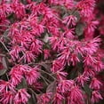 thumbnail image 3 of National Plant Network 3 gal Loropetalum Crimson Fire Live Shrub, 3 of 6