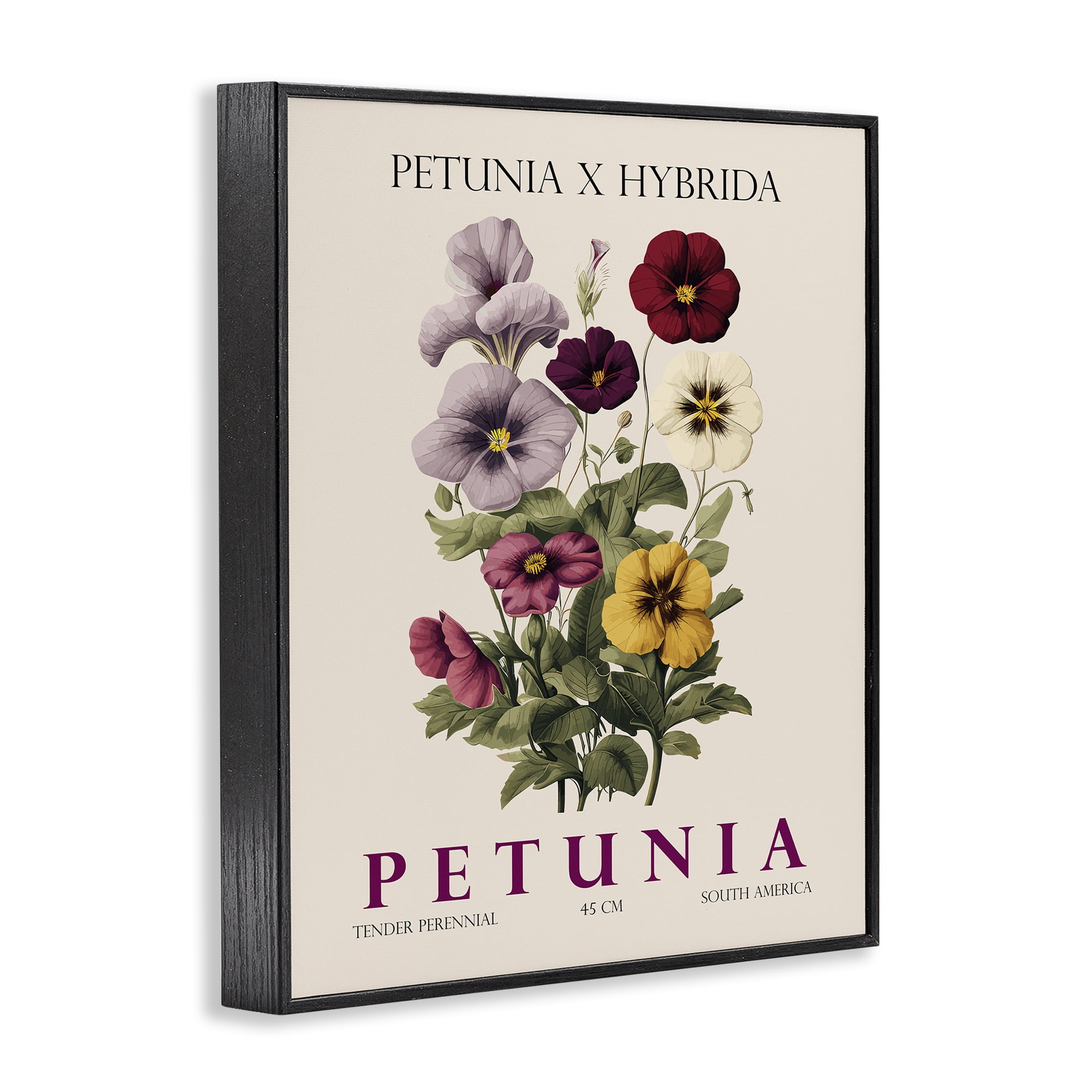 Stupell Industries Natural Petunia Bundle Black Framed Giclee Art, design by Christopher Giampietro
