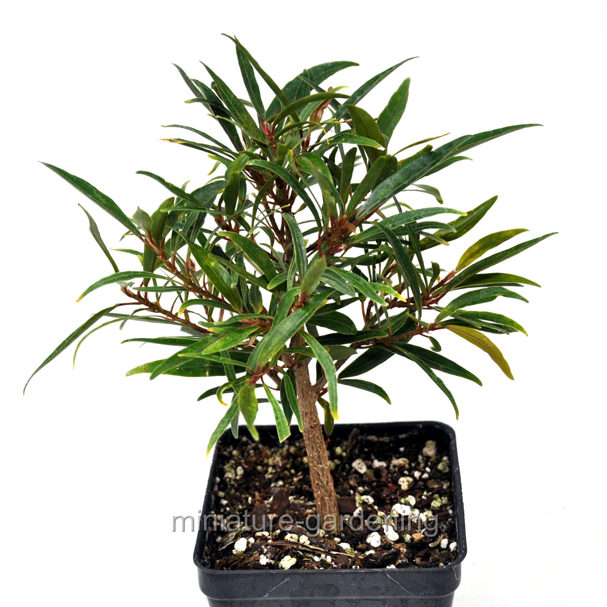 Ficus salicaria, Starter Bonsai Plant, Willow Leaf Fig incl. Heat Pack