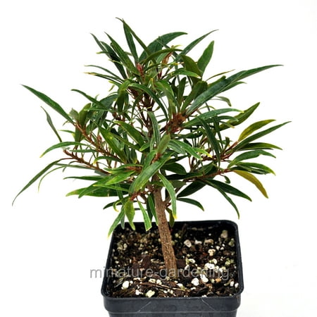 Ficus salicaria, Starter Bonsai Plant, Willow Leaf (Best Ficus For Bonsai)