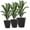 Black, variant on Canddidliike Indoor Outdoor Planters Set of 3 MgO Tall Planters Stackable Flower Pots, Modern Tall Planters with Drainage Holes for Outdoor as Garden, Balcony, Black