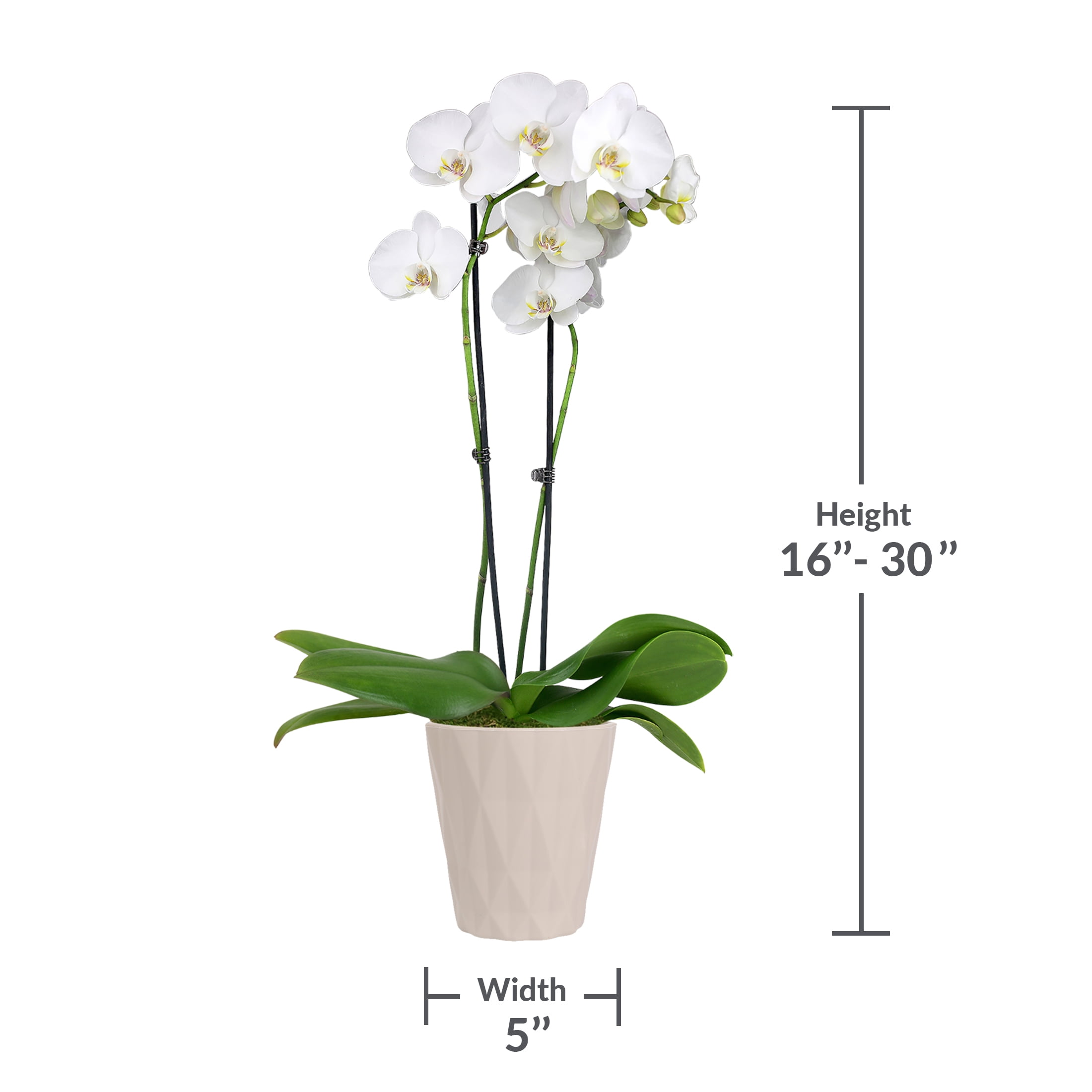 Just Add Ice Live Plant 16-30" Tall Premium White Orchid in 5" Decorative Clay Pot