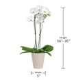 thumbnail image 6 of Just Add Ice Live Plant 16-30" Tall Premium White Orchid in 5" Decorative Clay Pot, 6 of 6