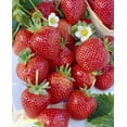 thumbnail image 1 of Tasc Strawberry Bulbs – Ozark Beauty Strawberry Plant Bulb, 1 of 2