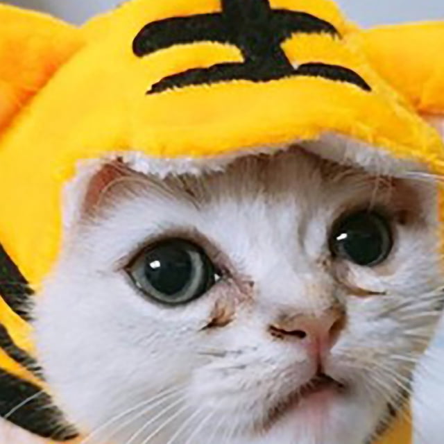 Gorro para gato, gorro para mascota, gorro ligero para mascota, gorro para gato de aspecto llamativo