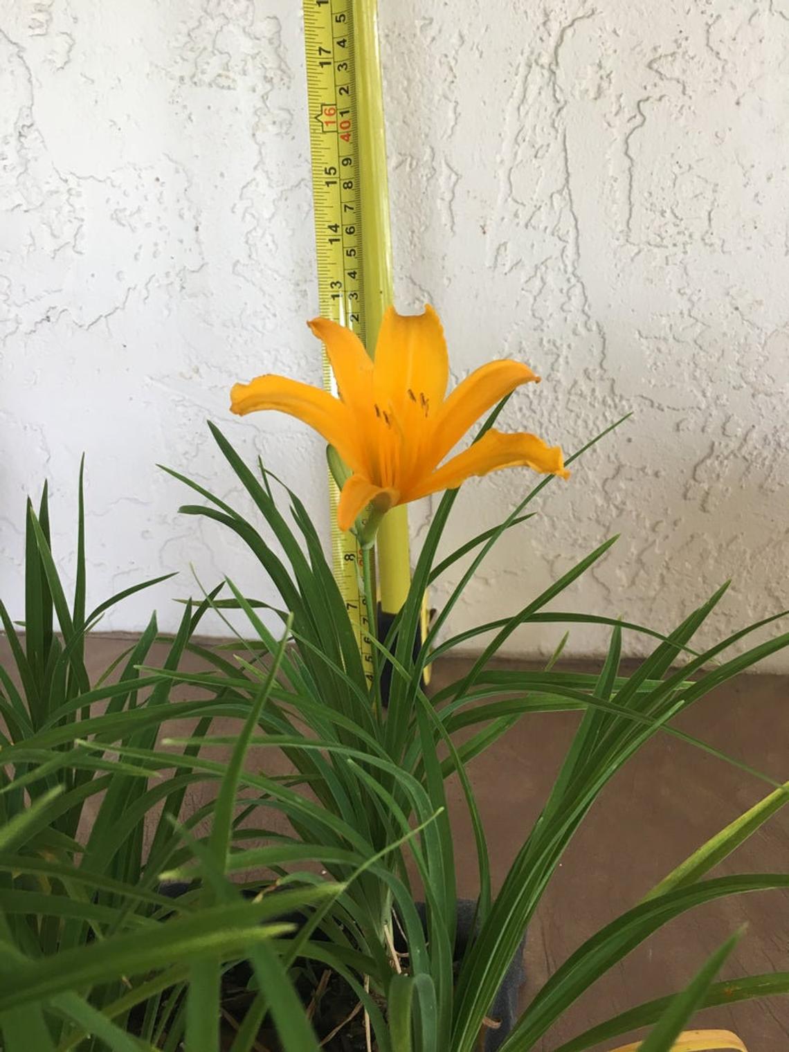 Aztec Gold Daylily Live Flower Plant Indoor/Outdoor - Walmart.com