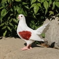 thumbnail image 3 of Estatua de paloma shamjiam Escultura de patio con plumas artificiales, 3 of 7