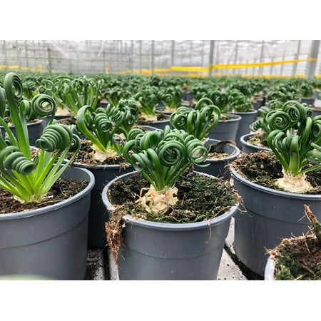 Premium Albuca Spiralis Potting Soil Mix - Perfect Balance of Nutrients, Drainage, and Aeration for Thriving Blooms - 5 Quart