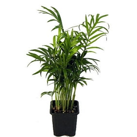 Delray Plants Majesty Palm Ravenea Rivularis Easy To Grow Live