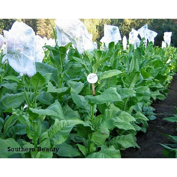 1000 Southern Beauty Tobacco Seeds ~ Heirloom ~ Quick and Vigorous Grower