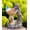 Dog, variant on Cat Statues for Bird Bath: Outdoor Sculptures for Garden Lawn Patio Yard Balcony Porch - Unique Gifts for Mother Grandma Women