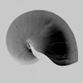thumbnail image 2 of Bay, Noah 26x26 Gold Ornate Wood Framed with Double Matting Museum Art Print Titled - Nautilus Twin II, 2 of 4