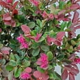 thumbnail image 2 of Tropical Plants of Florida 20" to 24" Loropetalum Plum Delight Plant; Purple Flowering Bush, 2 of 5