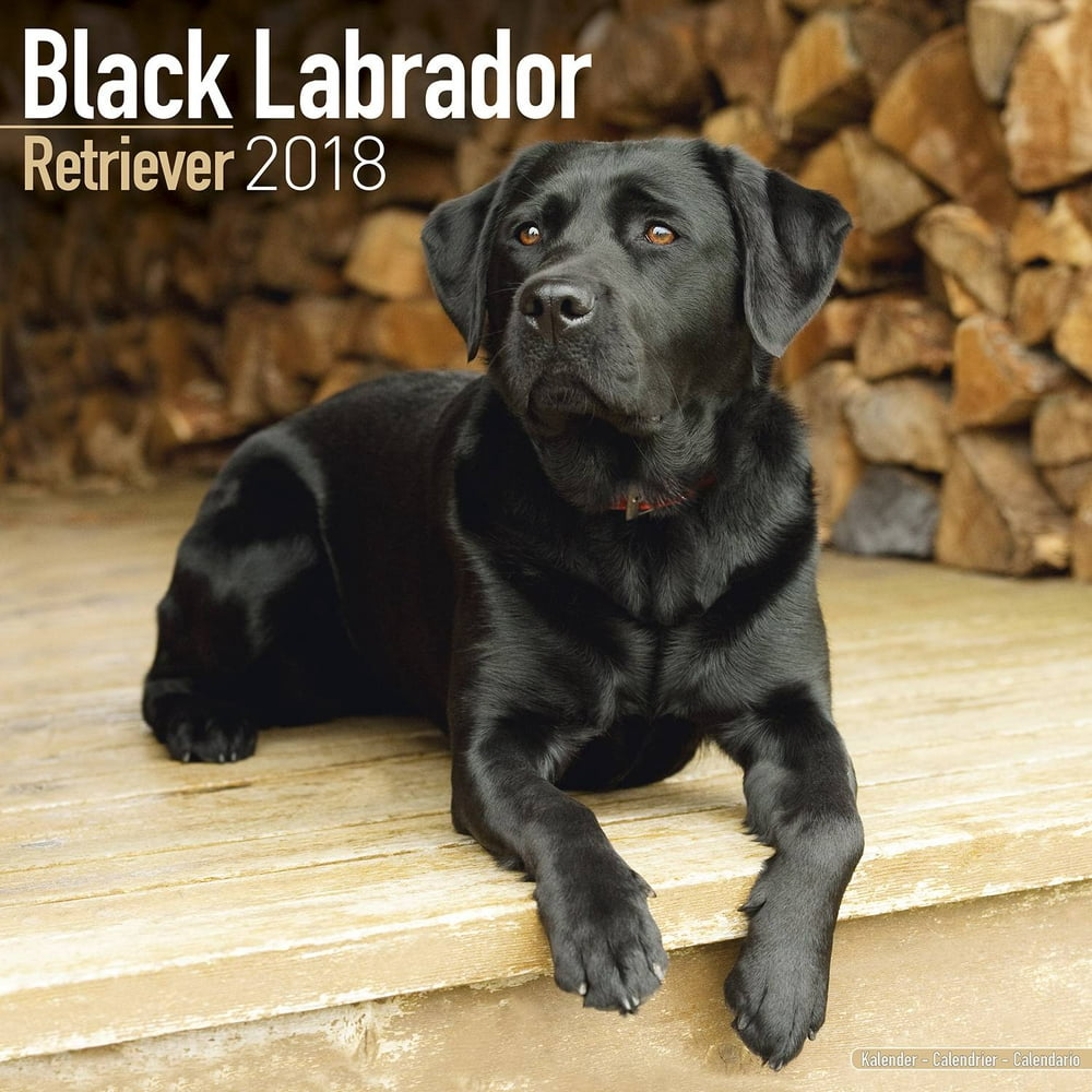 Labrador Retriever Calendar 2018 (Black) - Dog Breed Calendar - Wall