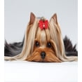 thumbnail image 3 of Yorkie Duvet Cover Set Twin Size, Lying Yorkshire Terrier with Cute Ribbon Yorkie Love Portrait of a Dog, Decorative 2 Piece Bedding Set with 1 Pillow Sham, Pale Caramel Sand Brown, by Ambesonne, 3 of 3