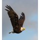 thumbnail image 3 of Funda Nórdica Sets, Foto de un pájaro cazador volando en cielo abierto animal majestuoso, 3 of 3
