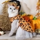 thumbnail image 4 of Divertidos suministros de Halloween para mascotas, conjunto de vestido y tocado de tul transformable para mascotas., 4 of 4