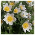 thumbnail image 4 of Everwilde Farms - 50 Pasque Flower Native Wildflower Seeds - Gold Vault Seed Packet, 4 of 5