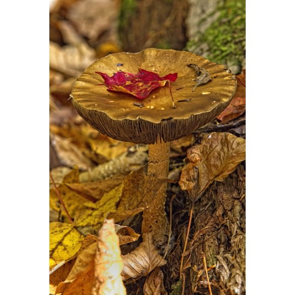 Mushroom With Leaf On It, Algonquin Provincial Park, Ontario. Poster Print (22 x 34)