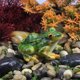 thumbnail image 5 of Micro paisaje artesanía rana estatua jardín coche decoración flor carnosa ornamento Tmvgtek Oficina Multiescena Multifunción, 5 of 9