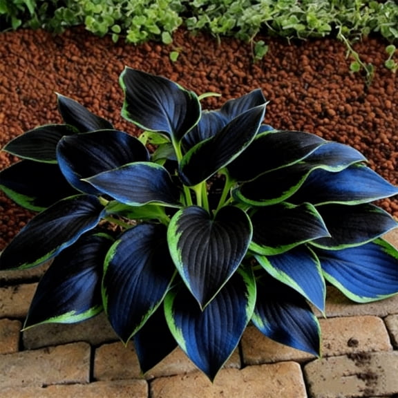 Midnight Blue Hosta-Plants For Planting - Garden Elegance Decoration - Premium Garden Stakes Perfect for Borders - Striking