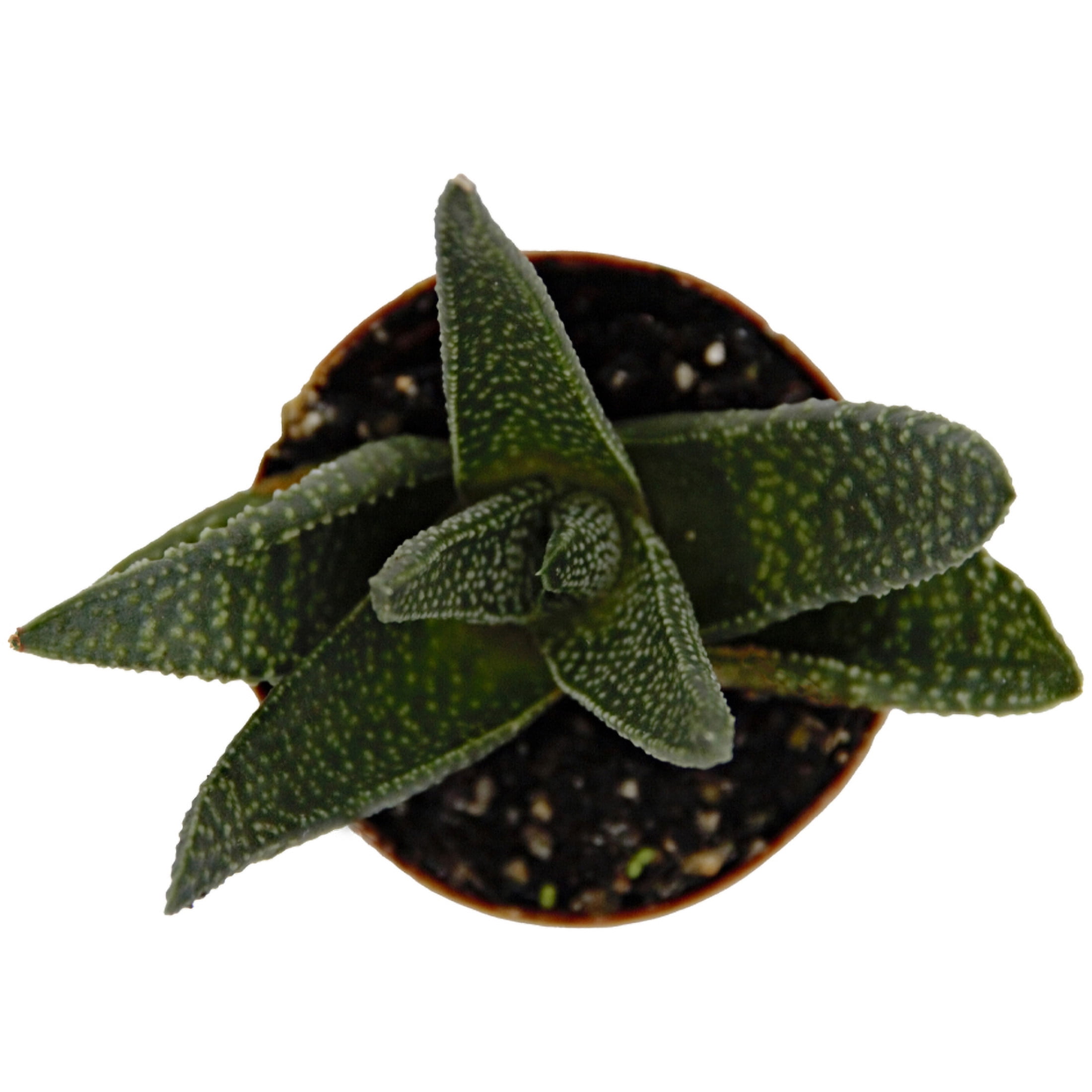 ReptiCulture Assorted Haworthia Desert 3" Pot 3 pk
