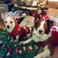 thumbnail image 3 of Disfraz navideño para mascota, muñeco de nieve a rayas, suéter para perro de Año Nuevo, disfraz de Otoño/Invierno para perro, 3 of 5