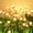4 Pack, variant on Landscape & Walkway Lights 4 Pack 32 LED Firefly Waterproof Warm White