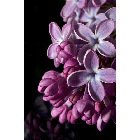 syren purple flower poster print 24 x 36 walmart com