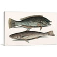 thumbnail image 1 of ARTCANVAS Vintage Illustration Of Puddingwife Carolina Whiting Canvas Art Print by Mark Catesby - Size: 26" x 18" (0.75" Deep), 1 of 9
