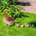 thumbnail image 7 of Aespoir Garden Decor, Realistic Lifelike Hen and Chicks Garden Poultry Statue for Yard Garden Lawn Outdoor Decor Ornaments 5pcs, 7 of 7