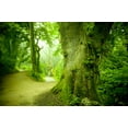 thumbnail image 2 of Forest Pathway Wall Mural by Wallmonkeys Peel and Stick Graphic (36 in W x 24 in H) WM27793, 2 of 4