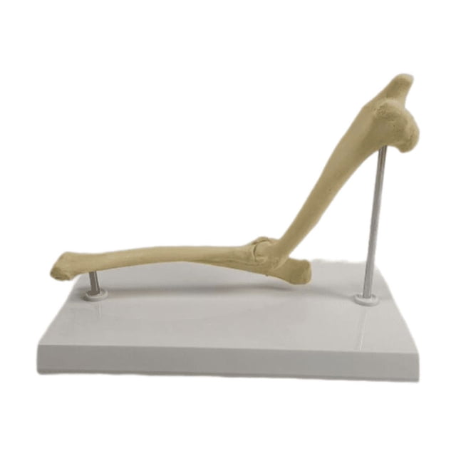 Modelo Anatómico Modelo de Articulación de Perro Suministros Decoración Estructura de Articulación de Cachorro Portátil para Investigación Académica C Articulación del codo