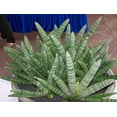 thumbnail image 3 of Rare Boncel Starfish Snake Plant -Sanseveria- Almost Impossible to Kill - 6" Pot, 3 of 3