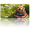 Golden Retriever, variant on Patriotic License Plate Golden Retriever Aluminum Metal Car Tag National US 250 Years, Novelty Decorative License Plates, Thick Durable Automotive Front Plate for Car, Truck, SUV, 6 X 12 Inch